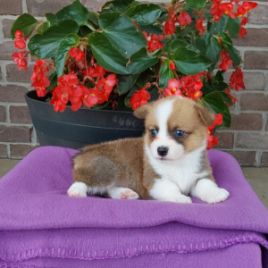 corgi puppy laying on blue blanket