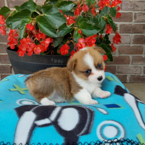 corgi puppy laying on blue blanket