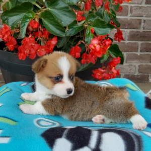 corgi puppy laying on blue blanket