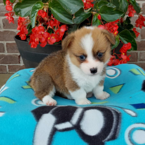 corgi puppy sitting on blue blanket