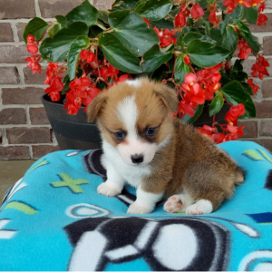 corgi puppy sitting on blue blanket