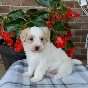 maltipoo puppy sitting on a checkered blanket