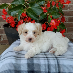 female maltipoo puppy laying on a checkered blanket