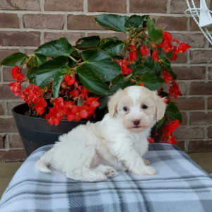 maltipoo puppy sitting on a checkered blanket