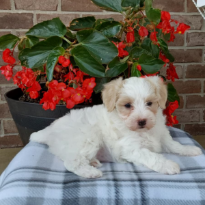 maltipoo puppy laying on a checkered blanket