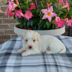 maltipoo puppy laying on a checkered blanket