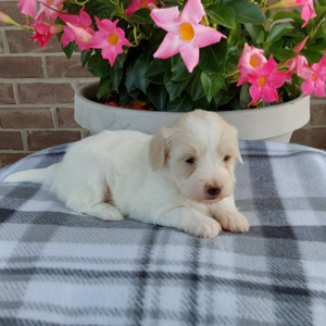 maltipoo puppy on a blanket