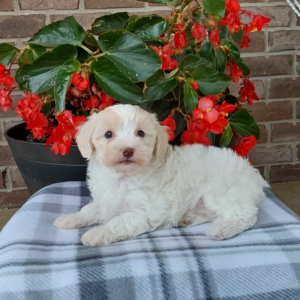 maltipoo puppy laying on a checkered blanket