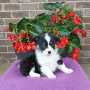corgi puppy for sale