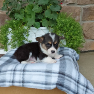corgi puppy laying down