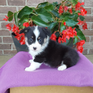corgi puppy sitting on purple blanket