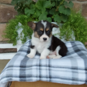corgi puppy sitting on plaid blanket