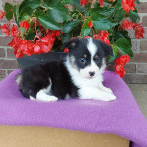 corgi puppy laying down