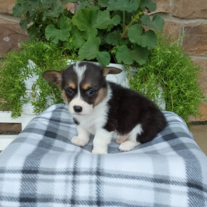 corgi puppy for sale