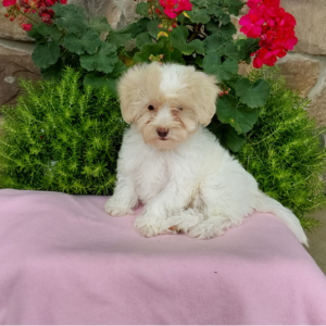 female maltipoo puppy sitting on a pink sheet