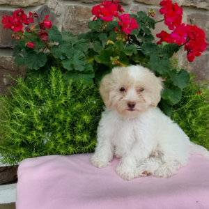 maltipoo puppy sitting on a pink sheet