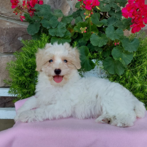 maltipoo puppy for sale laying on a pink sheet