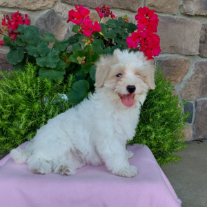 maltipoo puppy for sale sitting on a pink sheet