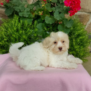 female maltipoo puppy laying on a pink sheet