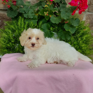 maltipoo puppy laying on a pink sheet