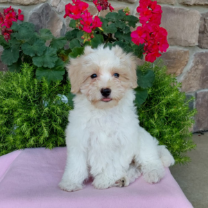 maltipoo puppy sitting on a pink sheet