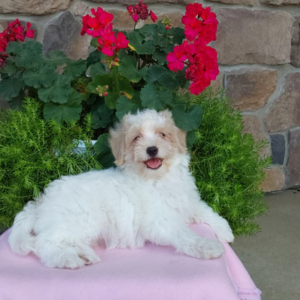 maltipoo puppy laying on a pink sheet